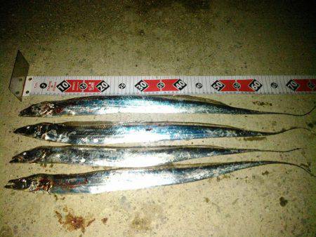 今年初の太刀魚！